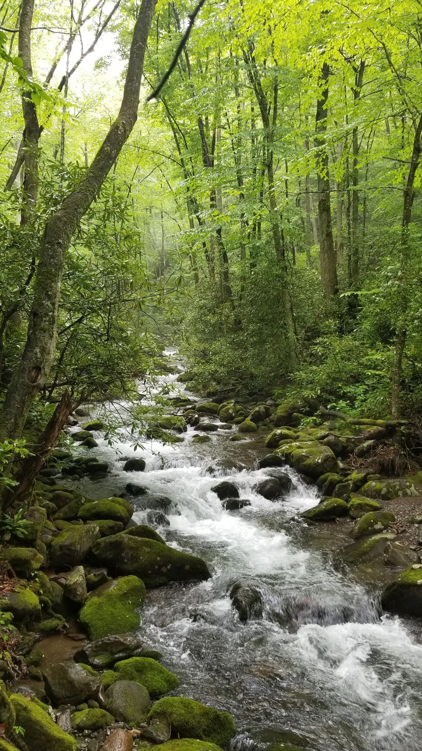 Kephart Prong Trail 